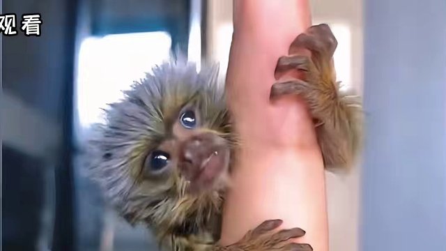 这些动物简直太恐怖了，敢不敢不关音量看完！