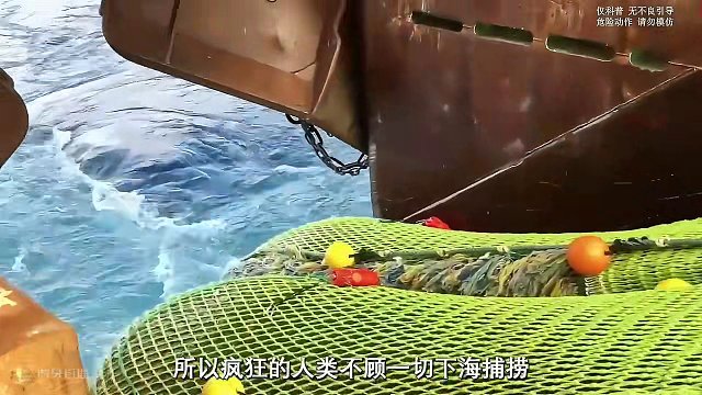 老外们万万没想到，我们竟然可以实现南极磷虾自由#南极磷虾 #捕捞过程 #制作过程 #虾肉 #零食推荐