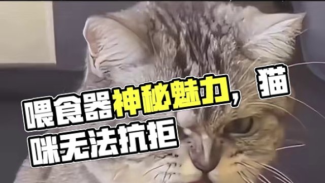 喂食器才是它的神，其他的都只是过客