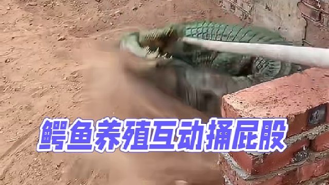 鳄鱼不发威你以为我是壁虎啊 #鳄鱼 #鳄鱼养殖场 #鳄珍 #绿头怪