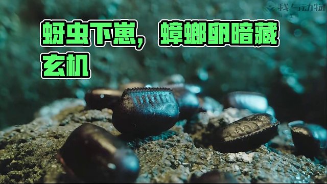蚜虫下崽，蟑螂卵你见过吗