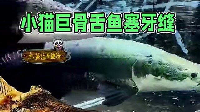 没有玻璃，小猫都不够巨骨舌鱼塞牙缝的