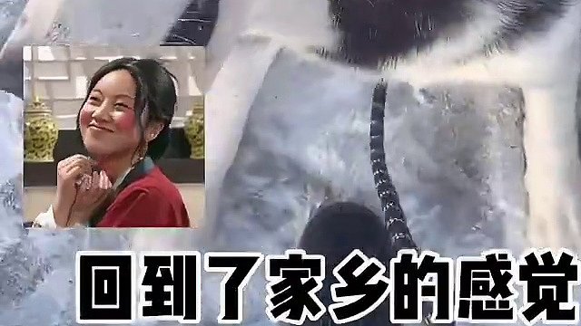124_哈士奇这玩仍……是不是一到冰天雪地就自动解除封印？？？