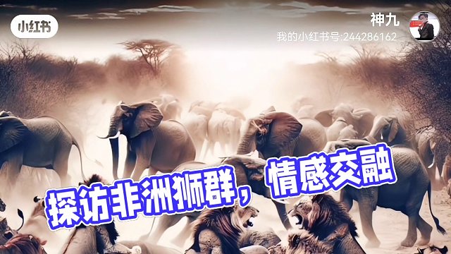 带你走进非洲狮群