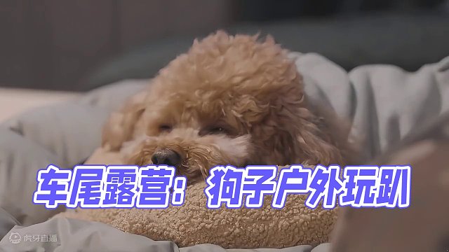 车尾露营：萌宠篇（贰）
周末带狗子出去玩玩吧~
 #露营 #萌宠 #助眠 #户外露营 #雨中露营