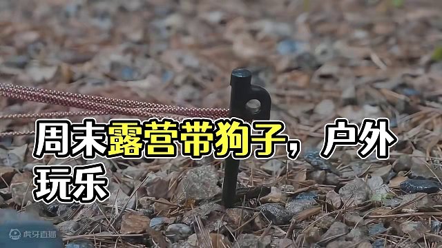 车尾露营：萌宠篇（壹）
周末带狗子出去玩玩吧~
 #露营 #萌宠 #助眠 #户外露营 #雨中露营