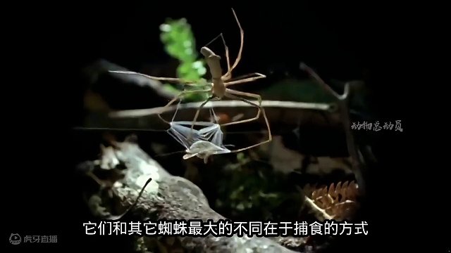长相吓人的鬼面蛛，更奇特的是它们捕猎的方式，你肯定想不到