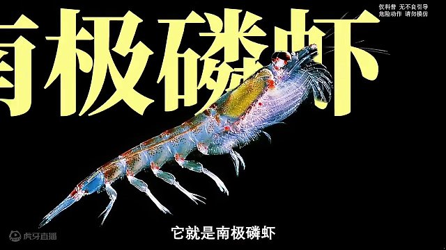 放眼全世界，去南极捕捞磷虾的船只仅有12艘，而我们就有四艘！#南极磷虾 #磷虾 #虾 #捕捞过程 #
