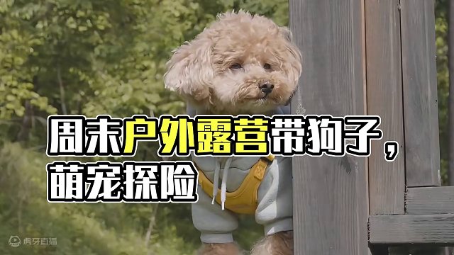 车尾露营：萌宠篇（叁）
周末带狗子出去玩玩吧~
 #露营 #萌宠 #助眠 #户外露营 #雨中露营