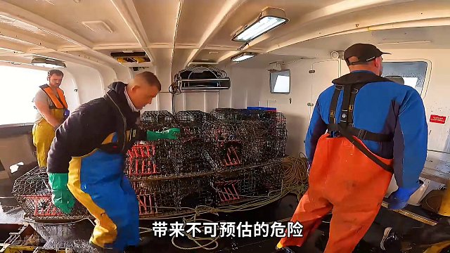 <第3/3集>出海捕捉墨鱼，不用诱饵却收获满满#纪录片充电计划 
