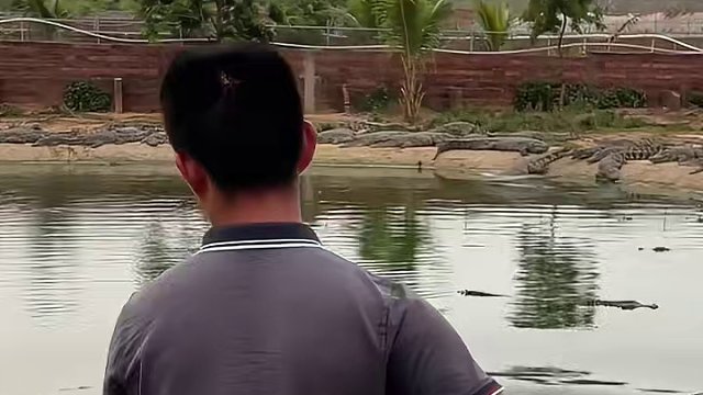 生扑椰子树的大鳄鱼#鳄鱼 #鳄珍 #鳄鱼养殖场 #危险动作请勿模仿