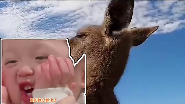 满地小汤圆，萌化了！好想躺它们中间啊 #熊猫