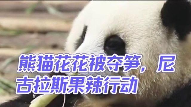 花花：夺笋啊！都别来沾边！ #熊猫 #熊猫花花