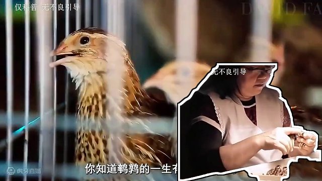 这个与恐龙同时期的生物，如今沦落为了餐桌上的美食#鹌鹑蛋 #鹌鹑 #三只松鼠鹌鹑蛋 #制作过程 #科