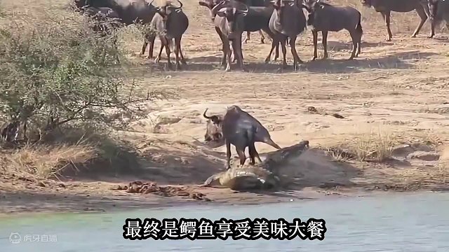 4. 千年鳄鱼与百年角马的巅峰对决，究竟谁才是王者，让我们拭目以待