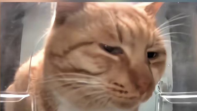 61. 猫猫中的顶流