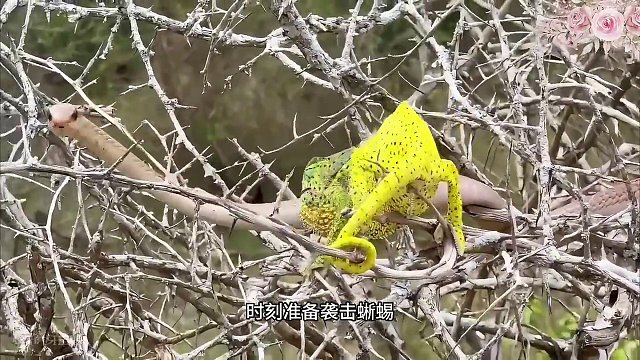 大自然的神奇#野生动物零距离 #奇趣自然 #动物的迷惑行为 #2024中国野生生物