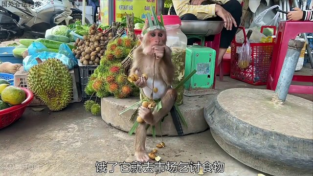 小猴子野外生存挑战，它能独自度过三天吗