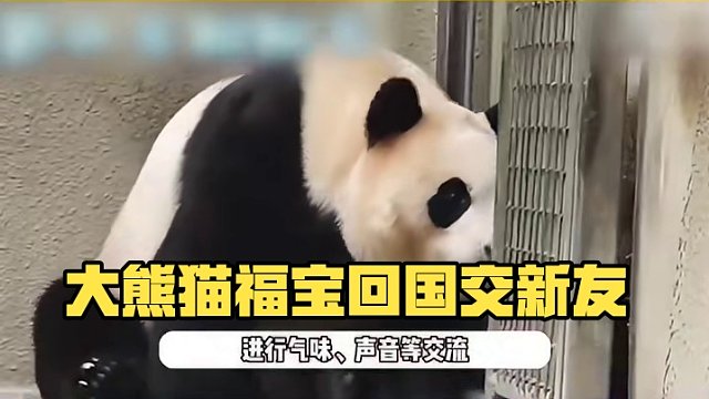大熊猫福宝回国后最新状态，与邻居熊隔窗交流，交到新朋友超开心 #福宝 #明星八卦