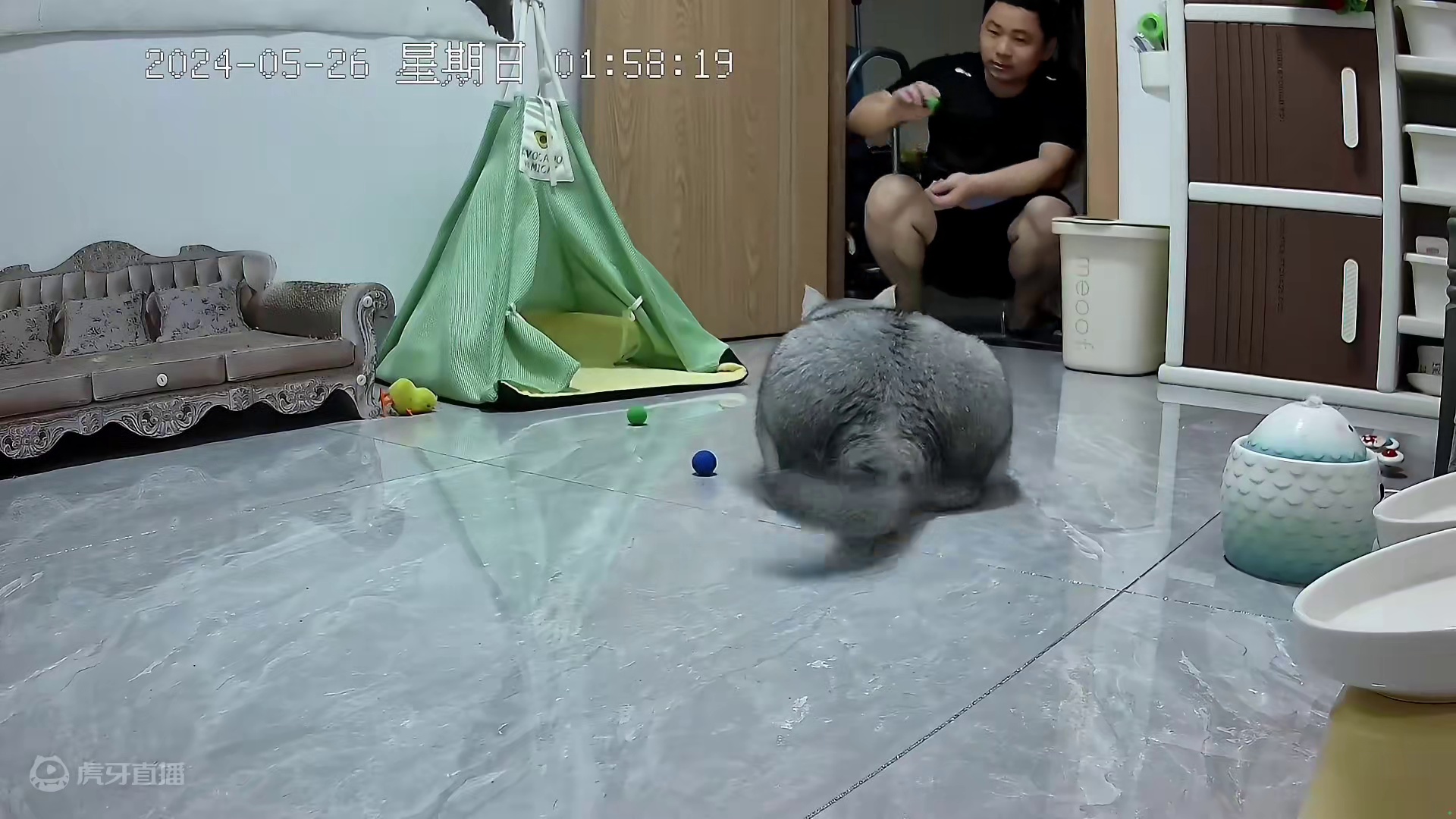 好吃的东西吃进阿蛋肚子里，可爱的你们装进阿蛋心里 #记录猫咪日常 #监控下的一幕 #鱼油推荐