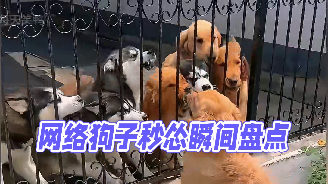95. 那些狗子的秒怂瞬间，真是像极了网络上的键盘侠