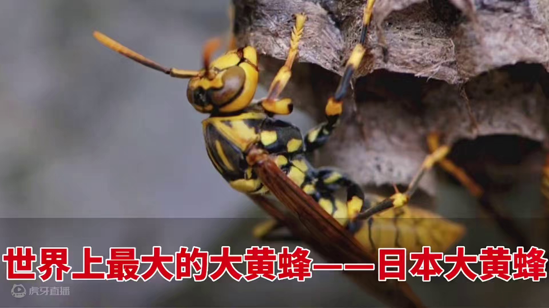 蜜蜂大战大黄蜂，蕴藏在自然界中的生死对抗之道，三分定生死