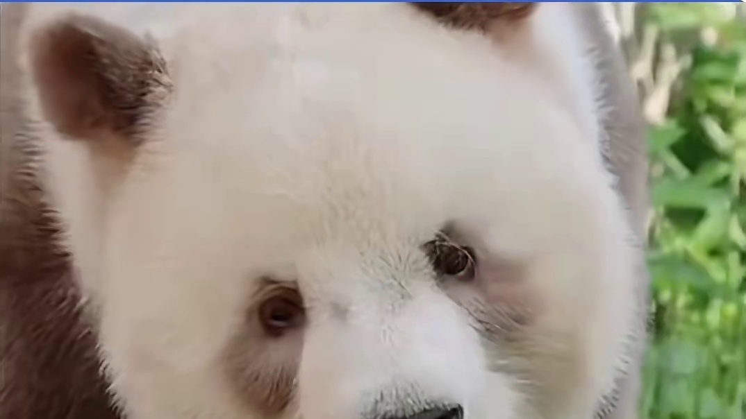 真没想到#七仔 是一只这么欠捶的熊猫