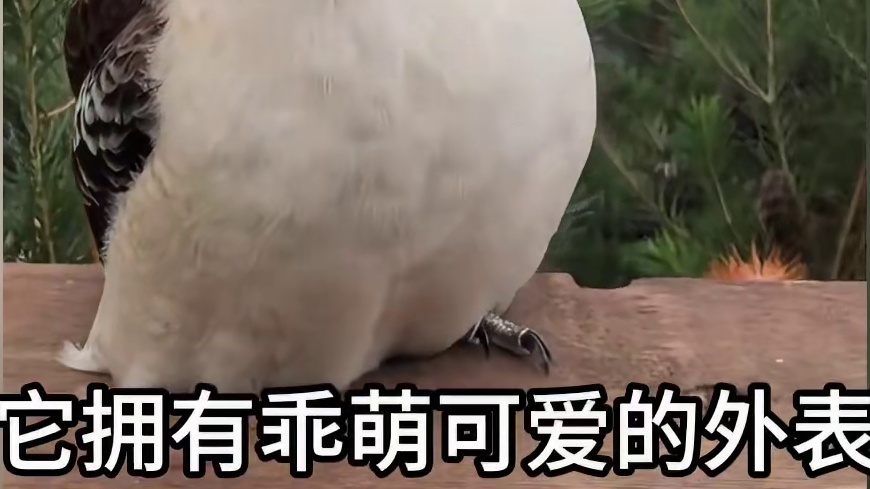 见过这么狂放的小鸟吗？笑翠鸟，外表甜美声音崩溃