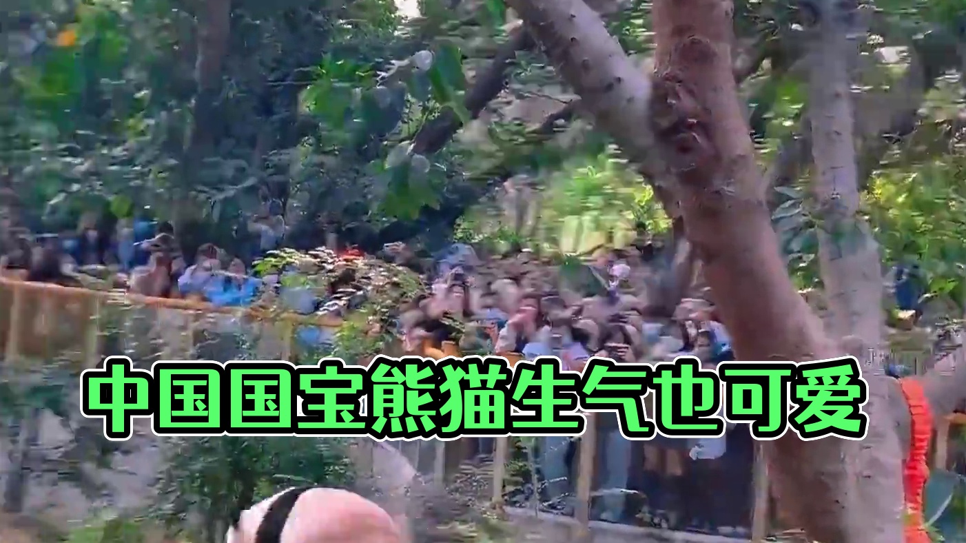 76. 盘点能听得懂中国话的国宝熊猫，居然它生气的时候也那么可爱