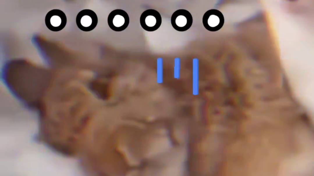 兔子：你们礼貌吗？ #神奇动物 #治愈