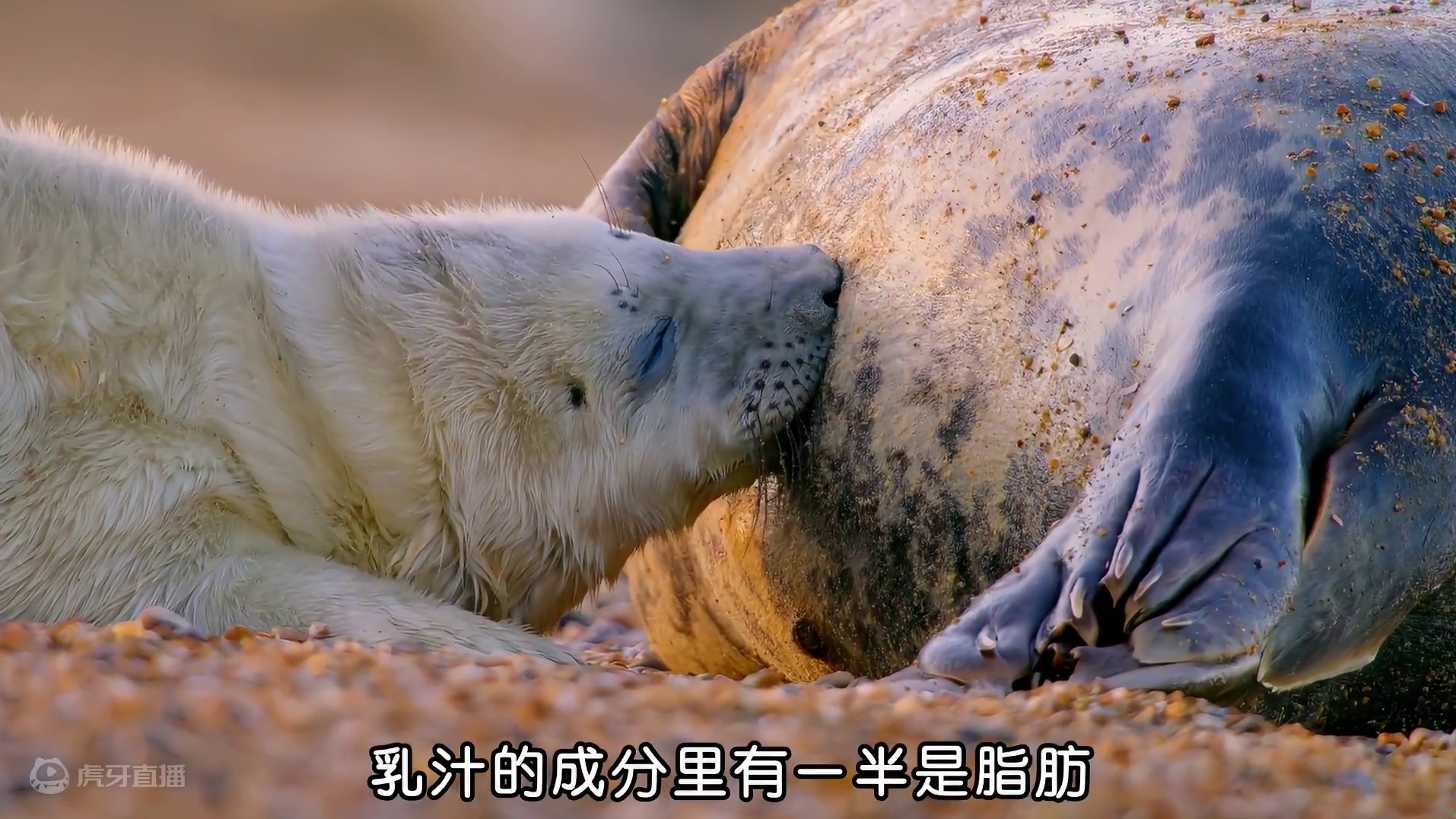 这就是海豹的童年阴影吧~被邻居暴打