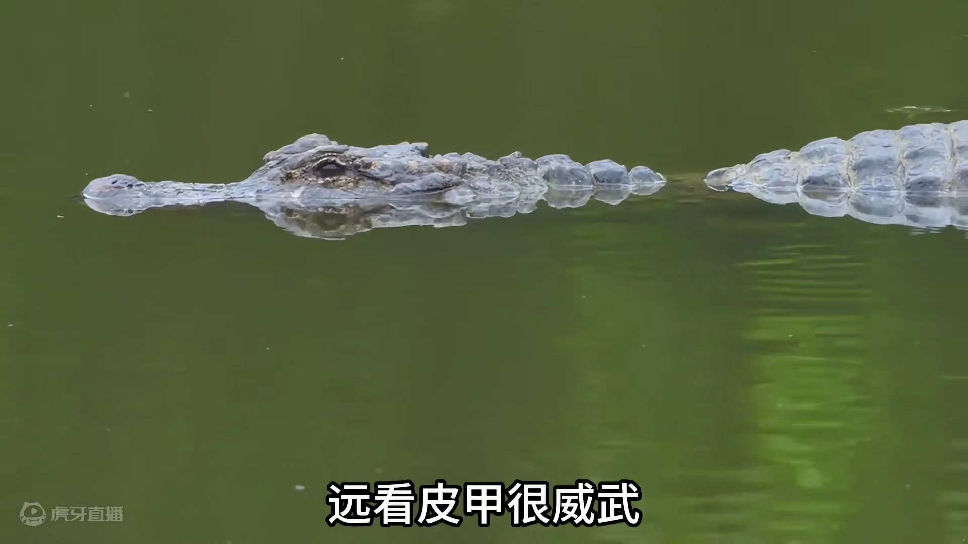 鳄鱼家族中的小可爱，扬子鳄！这样放生真的很耻辱