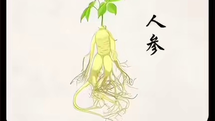 你可能不知道，被人们熟知的人参背后，竟然还有着这样一段故事。