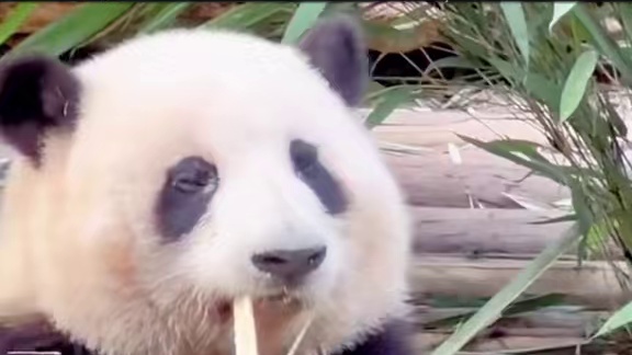 有些熊猫一眼就能看出是人教版的，你说是吧#萌二 #福宝 #人教版熊猫
