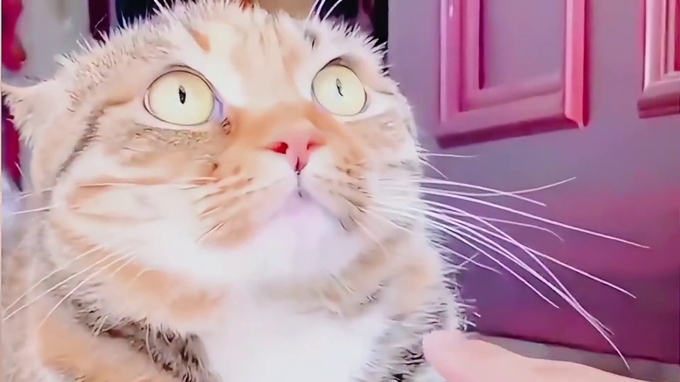 145. 盘点猫咪的迷惑行为：