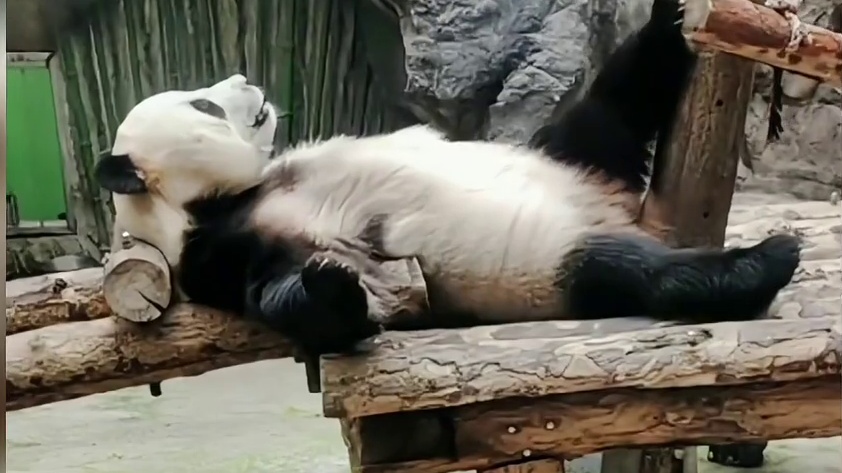 191. 国宝大熊猫的十二个搞怪时刻！