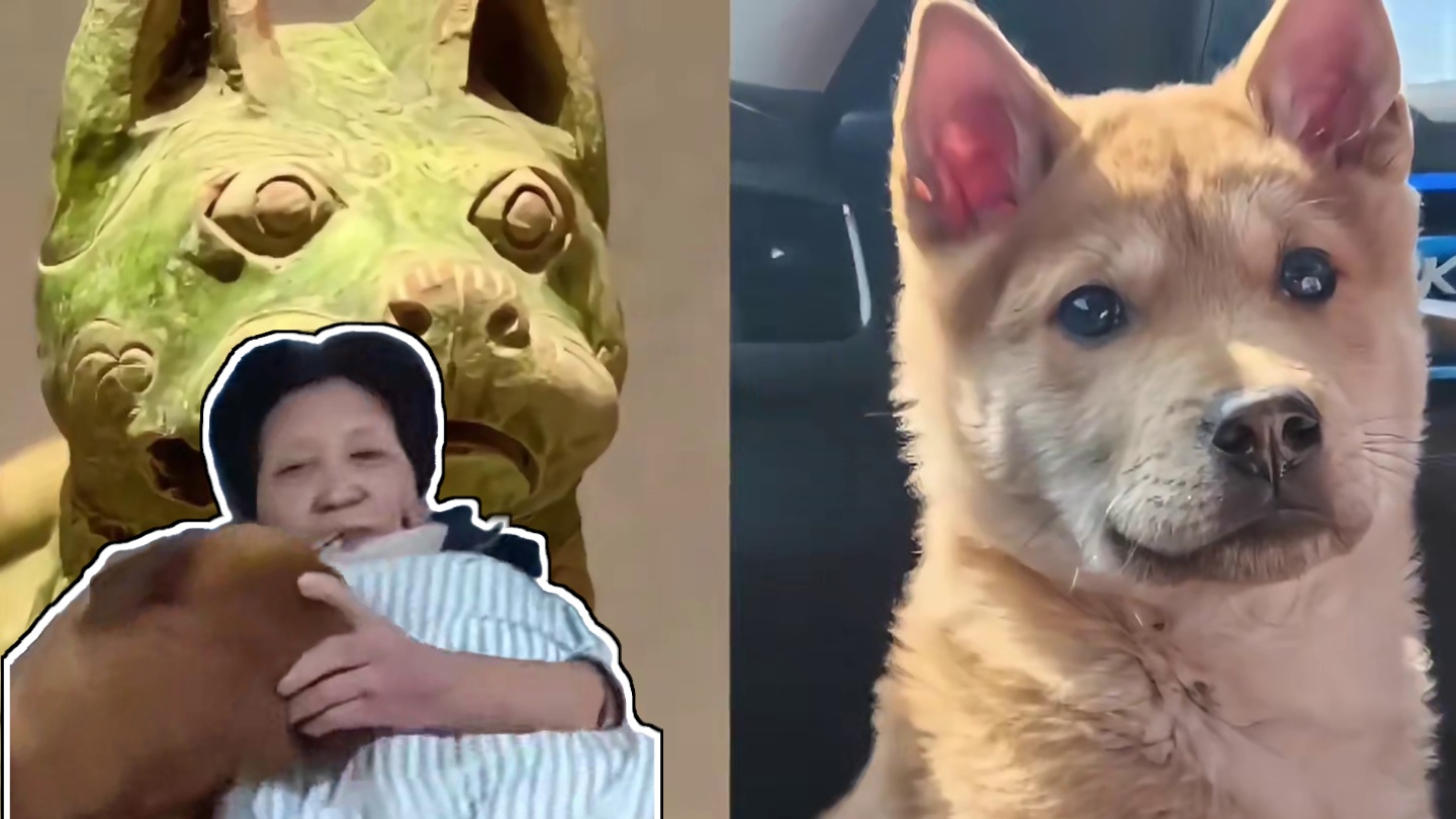 原来中华田园犬才是老祖宗留给我们最珍贵的礼物！