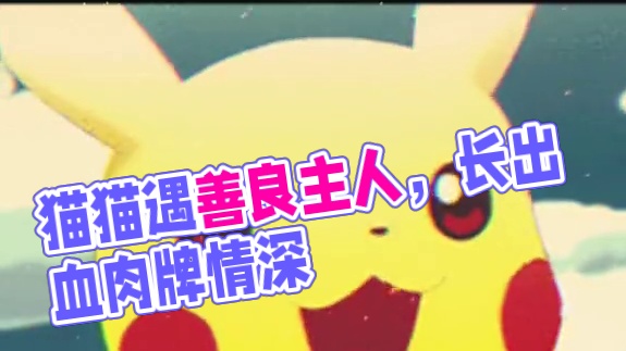 幸运的是，猫猫遇到了善良爱它的主人！ #被爱会疯狂长出血肉