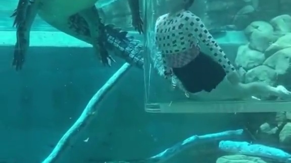 近距离看鳄鱼 #国外视频分享 #野生动物零距离 #鳄鱼