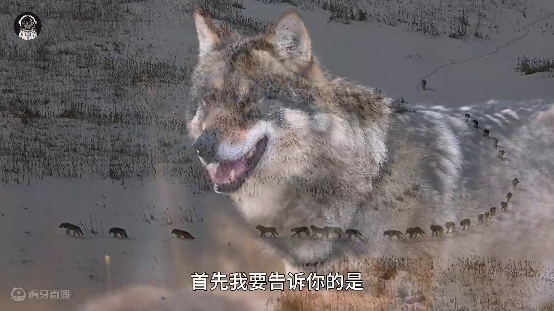 118. 一张无意间拍下的照片，揭示了狼群的组织架构