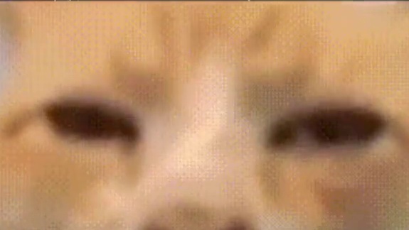 老鹰：你猜这个笼子是为了保护谁 ？