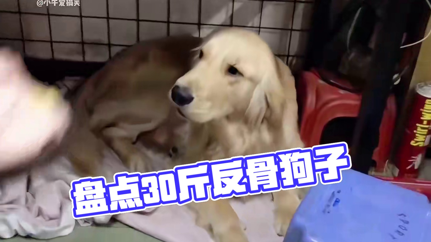 78. 盘点一身反骨的狗子，30斤的狗子，29斤反骨