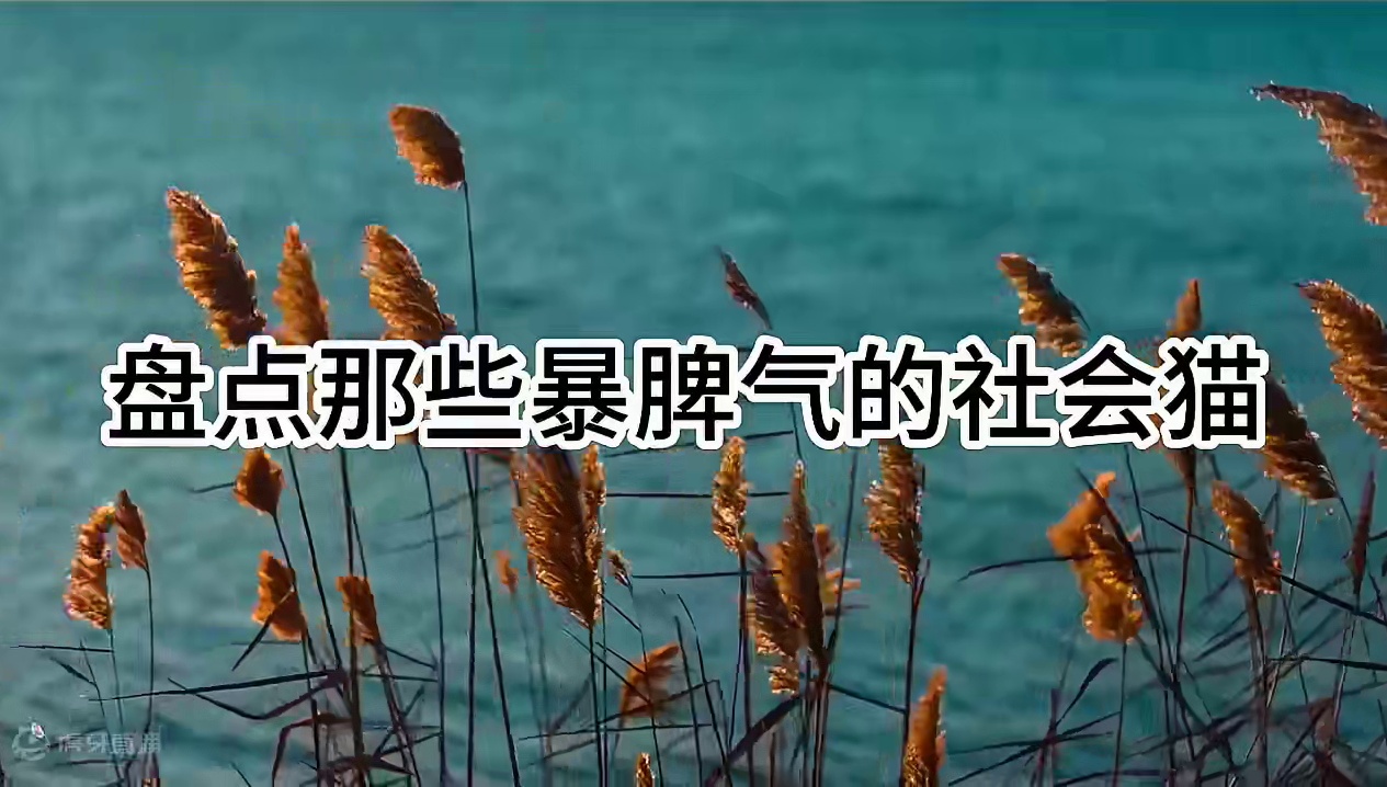 571. 盘点那些暴脾气的社会猫，反骨猫，给你见识见识社会的险恶 #反骨猫