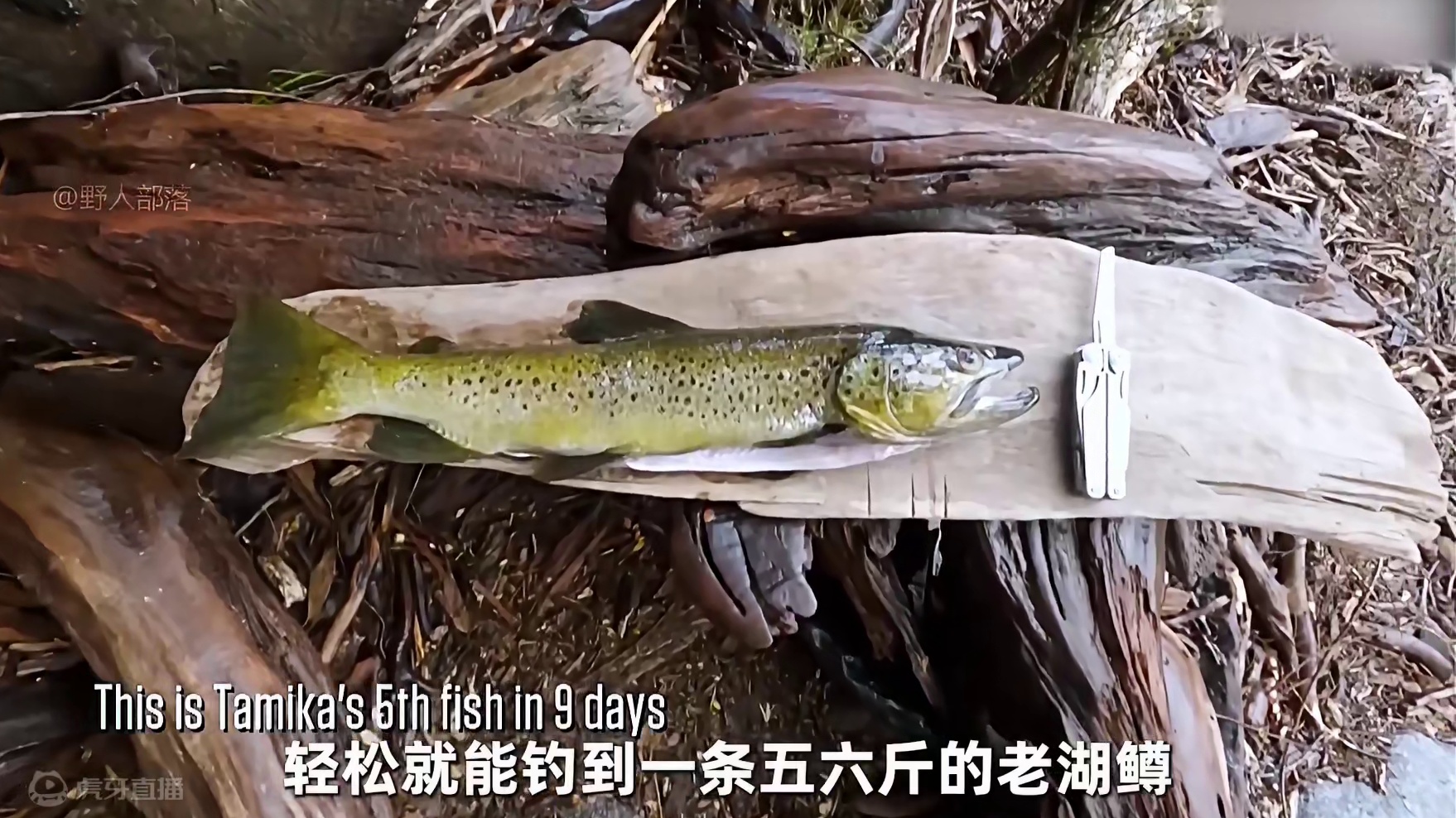 10人新西兰岛荒野求生，选手们愣是挨饿30多天，大佬还是稳定发挥 #荒野求生 #野外生存 #户外