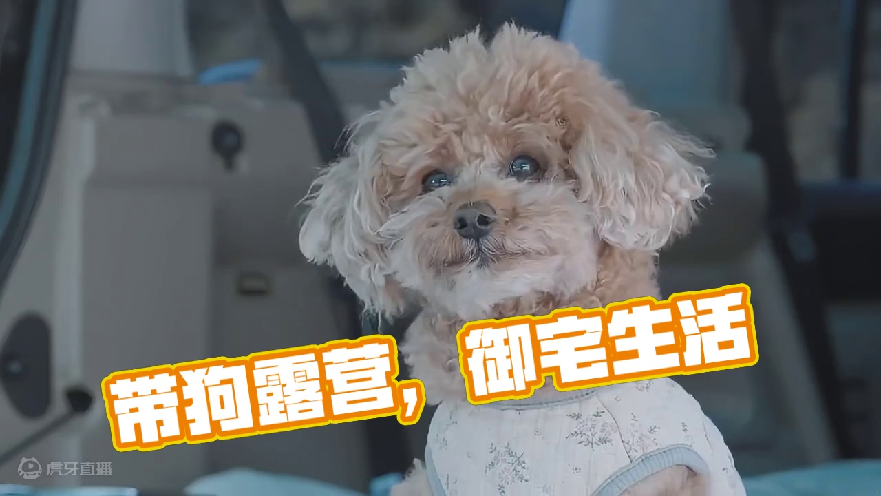 露营徒步：萌宠篇（叁）
带着狗子出去玩~
 #露营 #萌宠  #助眠 #户外露营 #带狗旅行