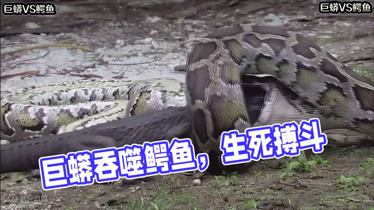 巨蟒VS鳄鱼#自然界动物各种奇特捕食画面大全 #野生动物零距离 #弱肉强食的动物世界 #看动物世界品