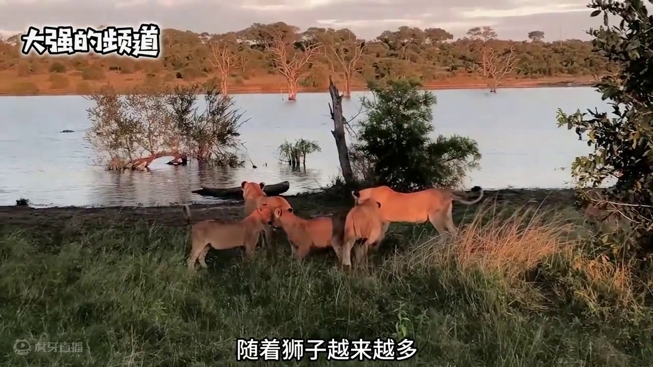 当饥饿的鳄鱼碰到了狮群，结局是怎么样呢#野生动物零距离 #动物世界的战斗 #动物的迷惑行为