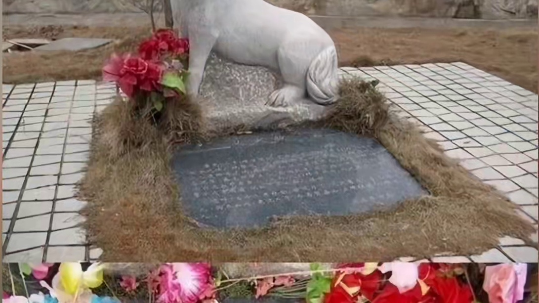 无言英雄赛虎的感人故事