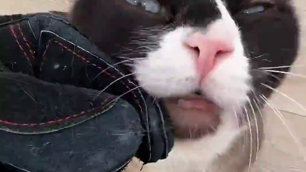 凶狠是因为一直被伤害，不等于他不渴望爱和信任