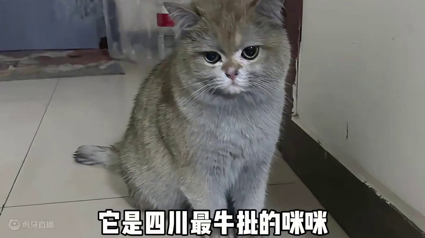 它是国服最牛批的咪咪，仅凭一猫之力，炸毁整个厨房……